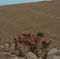 cluster of flowers blooming in a desert