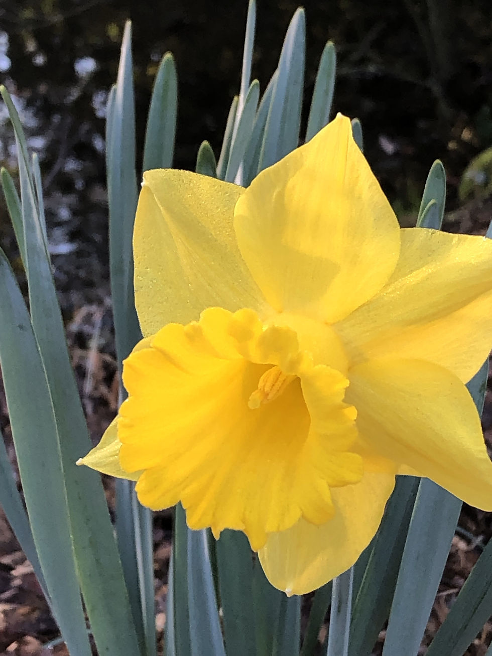Single blooming yellow daffodil