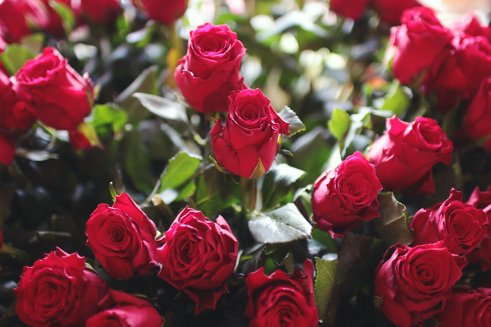 Red rose bushes with green foliage