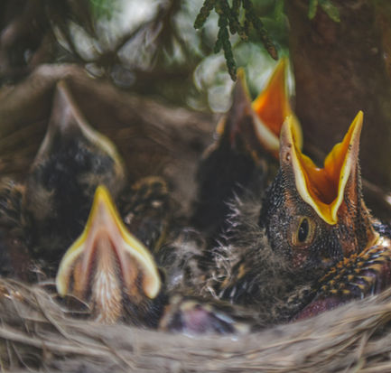 tiny birds in a nest