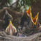 tiny birds in a nest