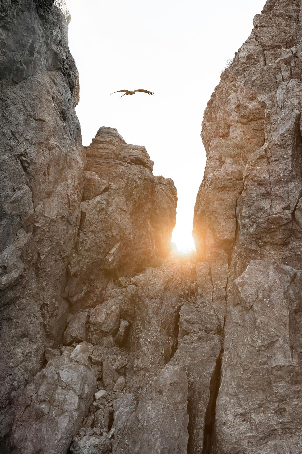 Bird soaring between rocks