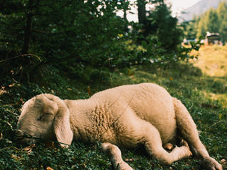 Daily Affirmations - Day 2 - The Promise of Dawn - I Wake For The Lord Sustains Me