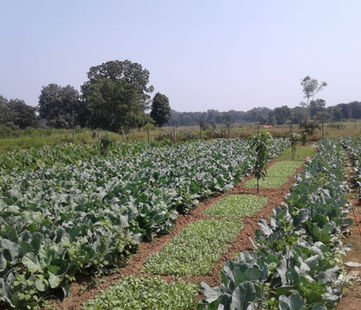 2. Intercropping in WADI Nagri, Dhamtari - village Guhannala, Kisan Dhaniram.jpeg