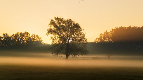 big-tree-on-meadow-ESV86G7.jpeg