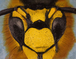 Yellow Jacket