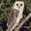 Thumbnail: Barn Owl Box