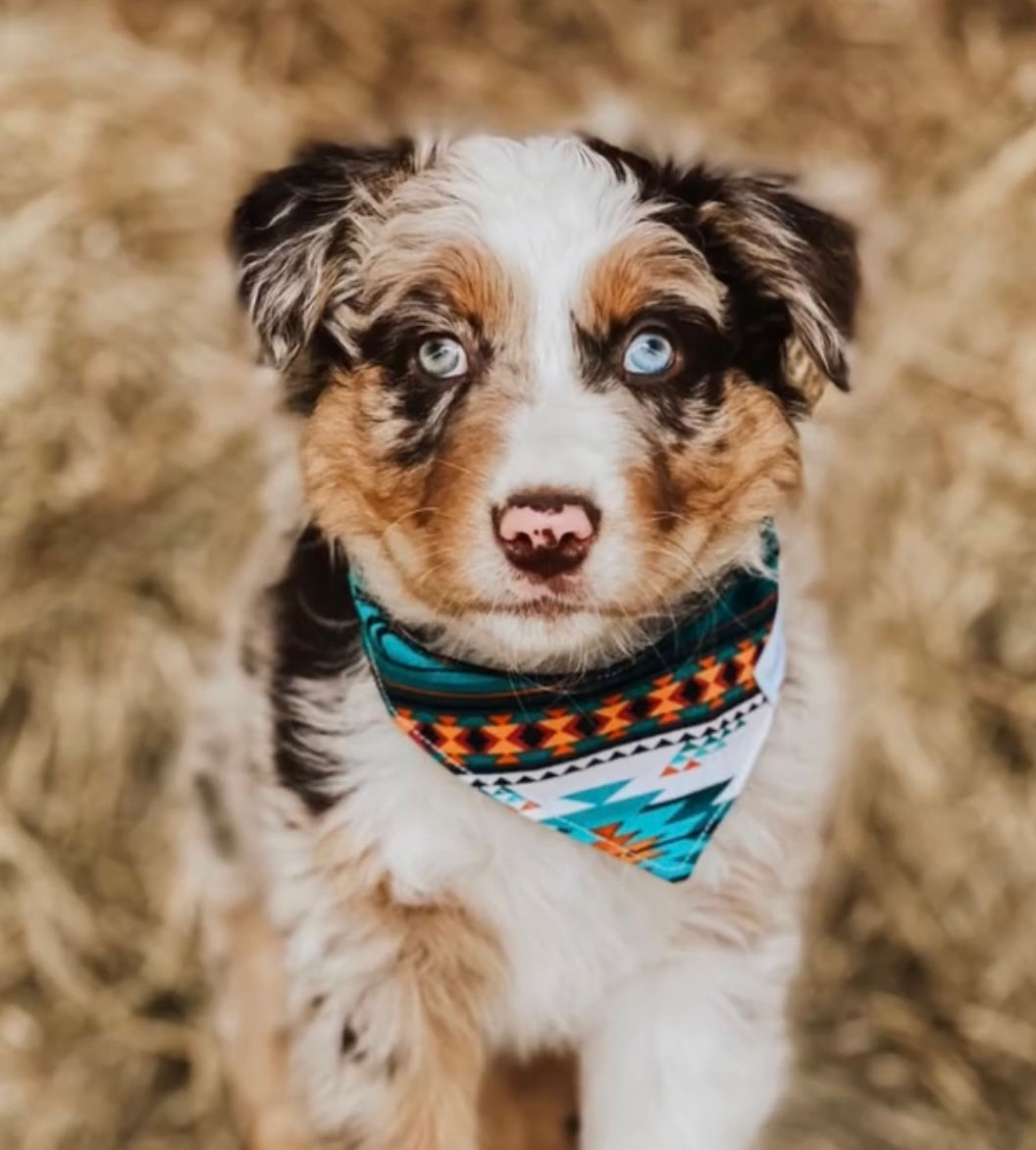Southwestern 
