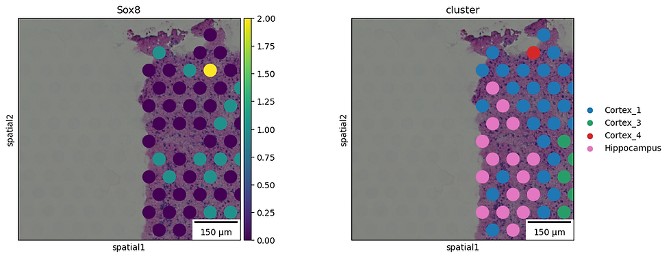 spatial transcriptomics pythia biosciences