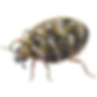 Carpet Beetle