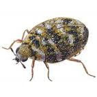 Carpet Beetle