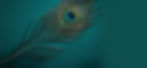 header26.jpg