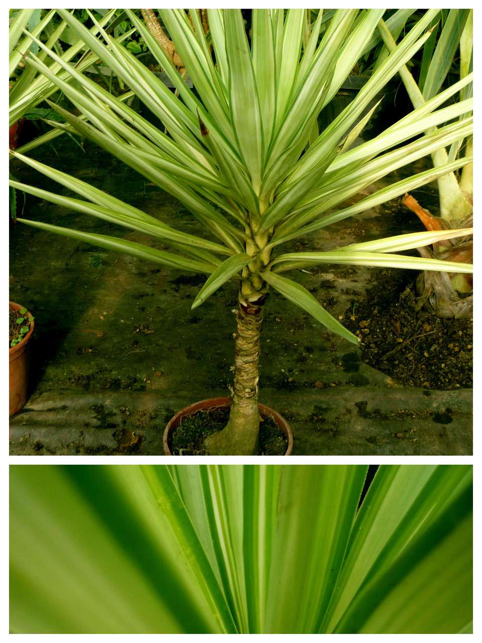 Yucca Jebel