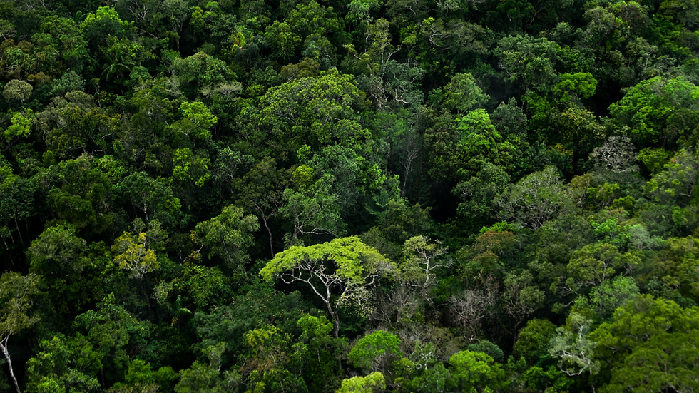 Park-MillerHarnessing the power of technology, and transforming conservation and restorati