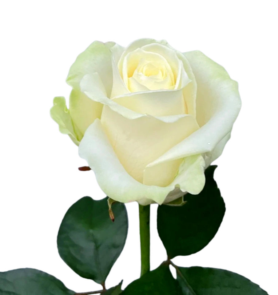 Троянда Avalanche