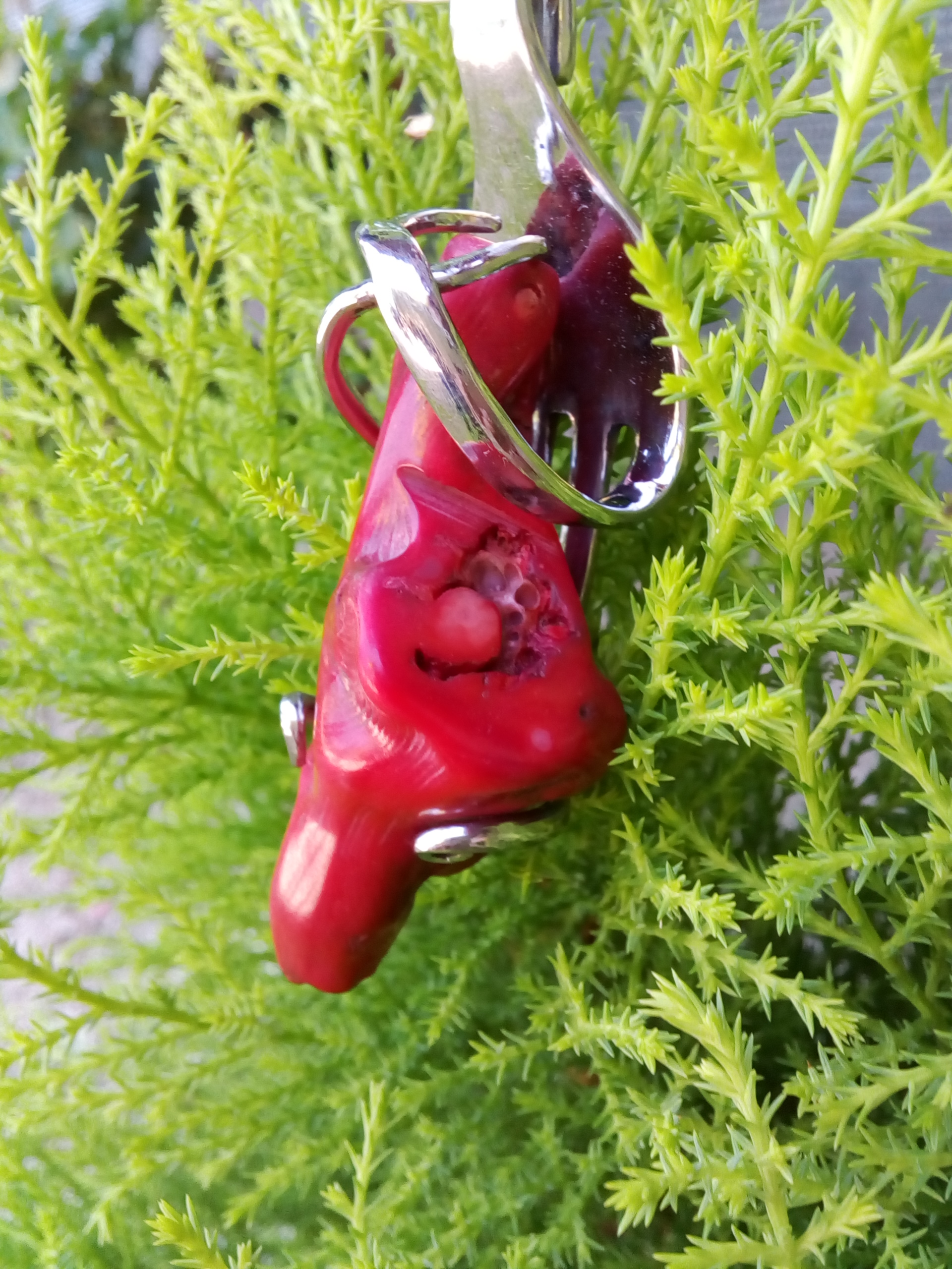 Corail rouge (Pacifique)