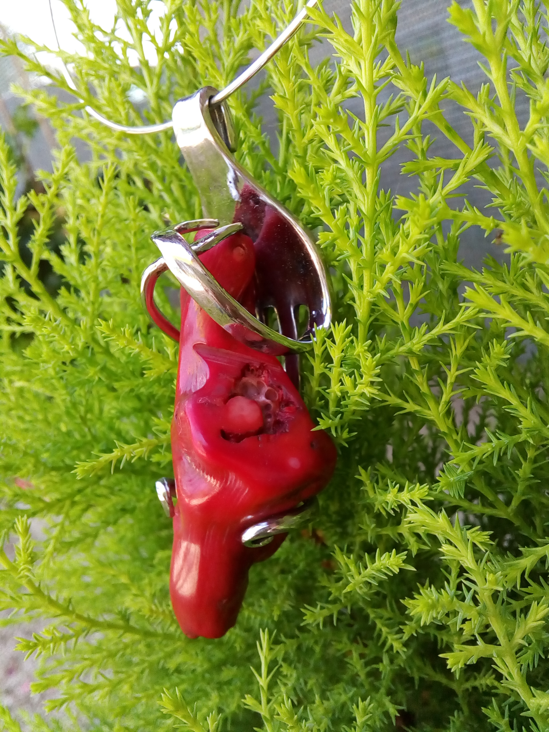 Corail rouge (Pacifique)