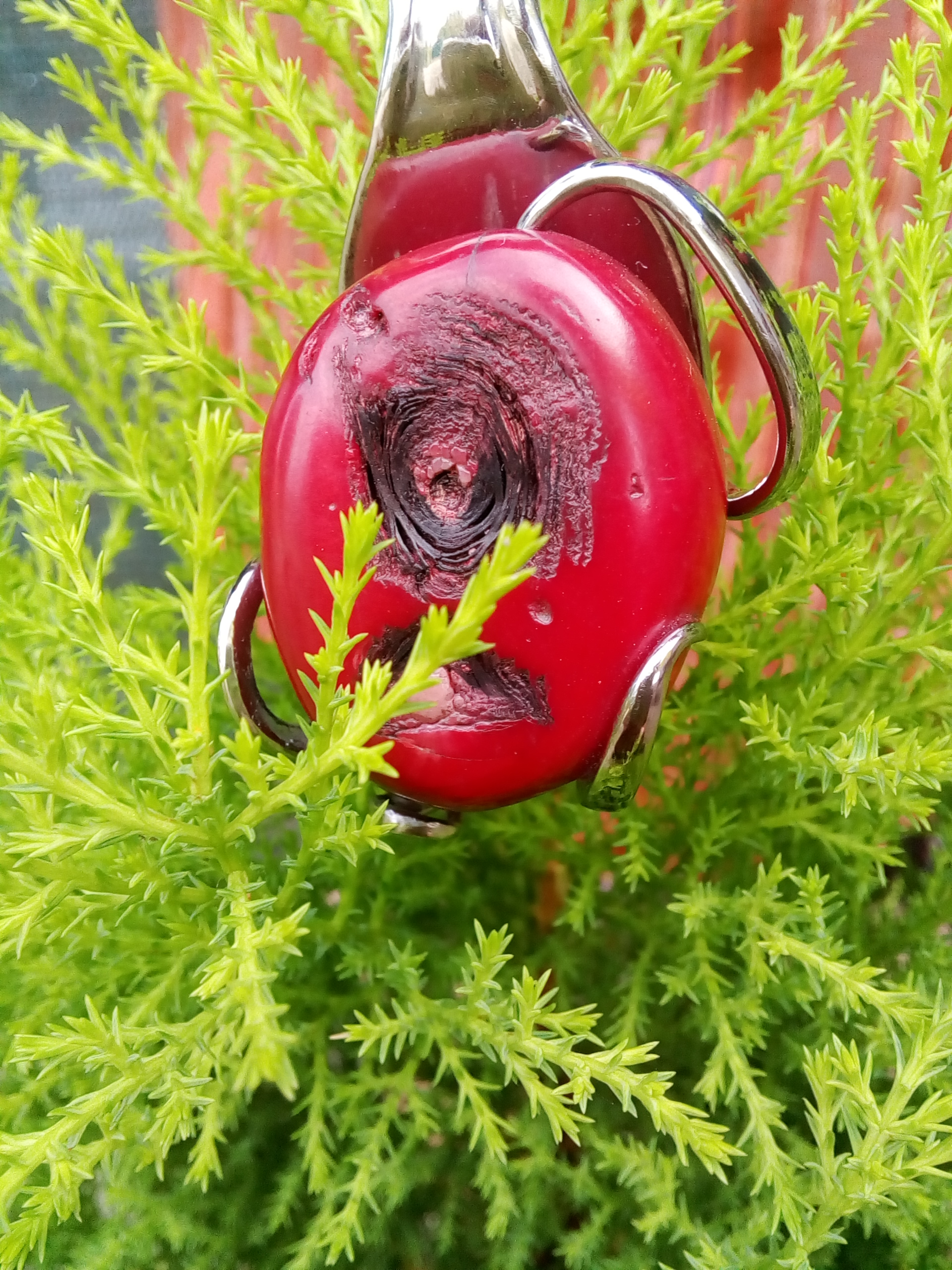 Corail rouge (Pacifique)