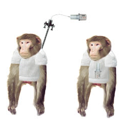 Ambulatory Primate Infusion