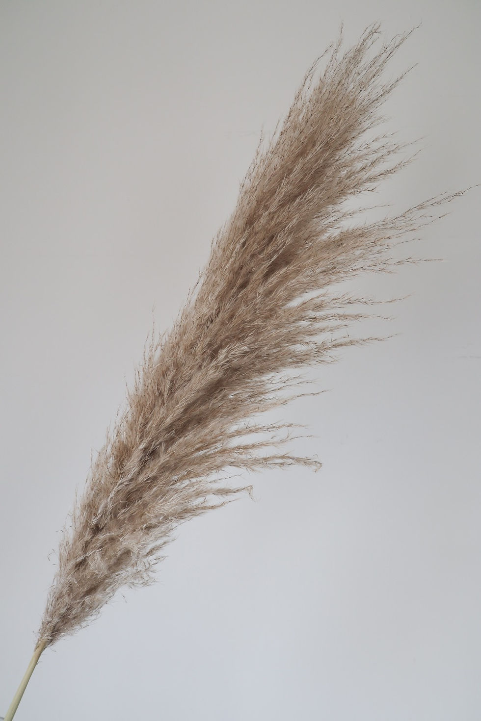 Thumbnail: Natural Dried Cortaderia Pampas Grass