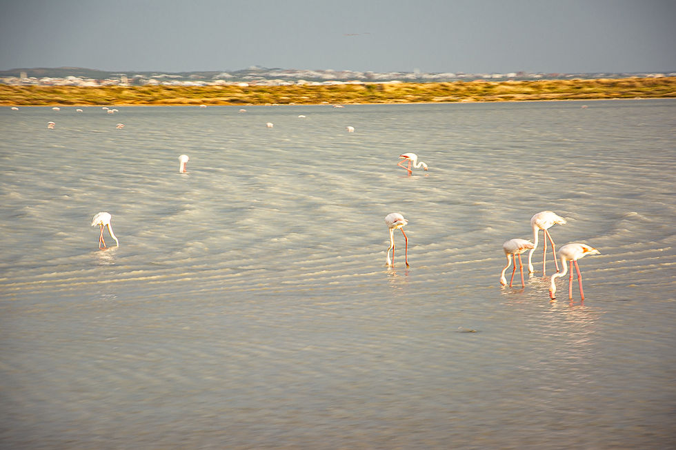 Flamingos Tunesien Highlights und Geheimtipps