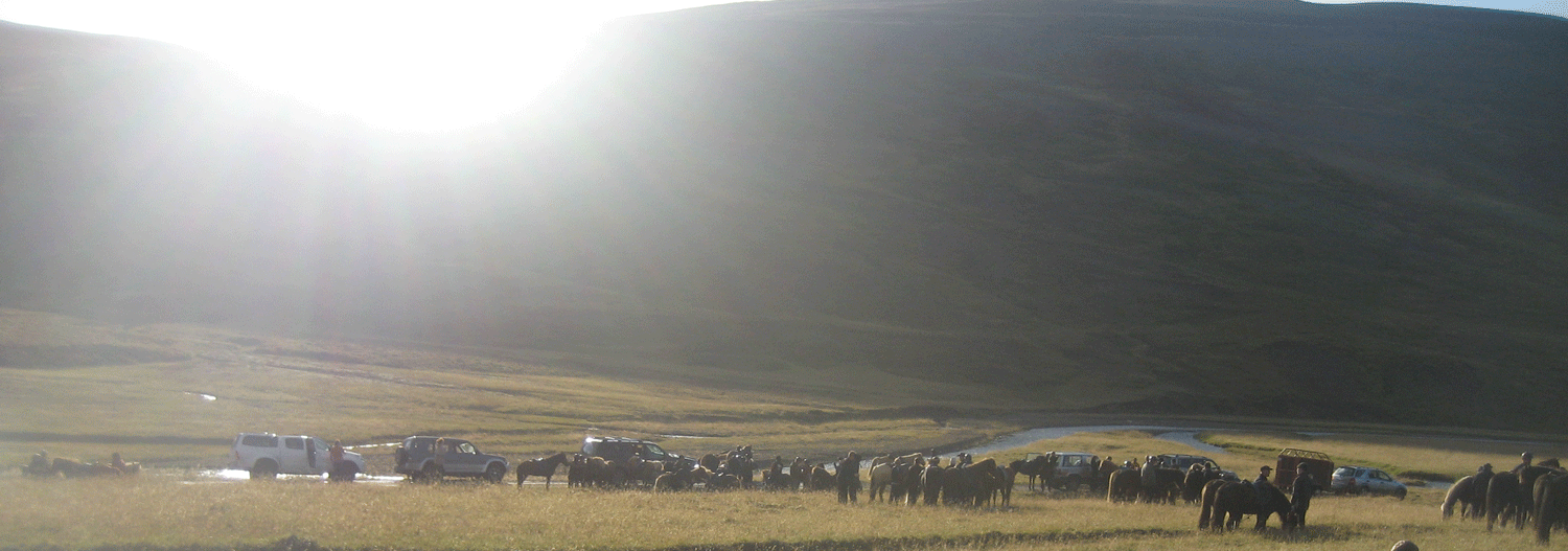 Skagafjordur horses