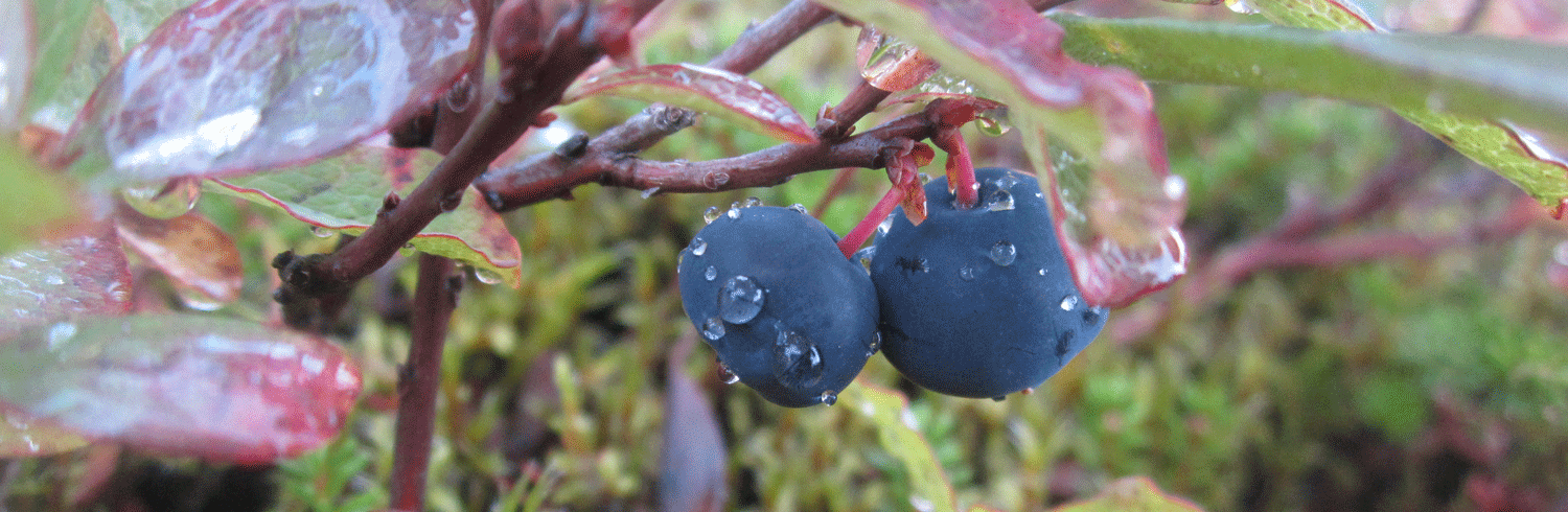 Wild blueberries