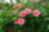 Tropical-Hibiscus-Growing-in-the-Garden.jpg