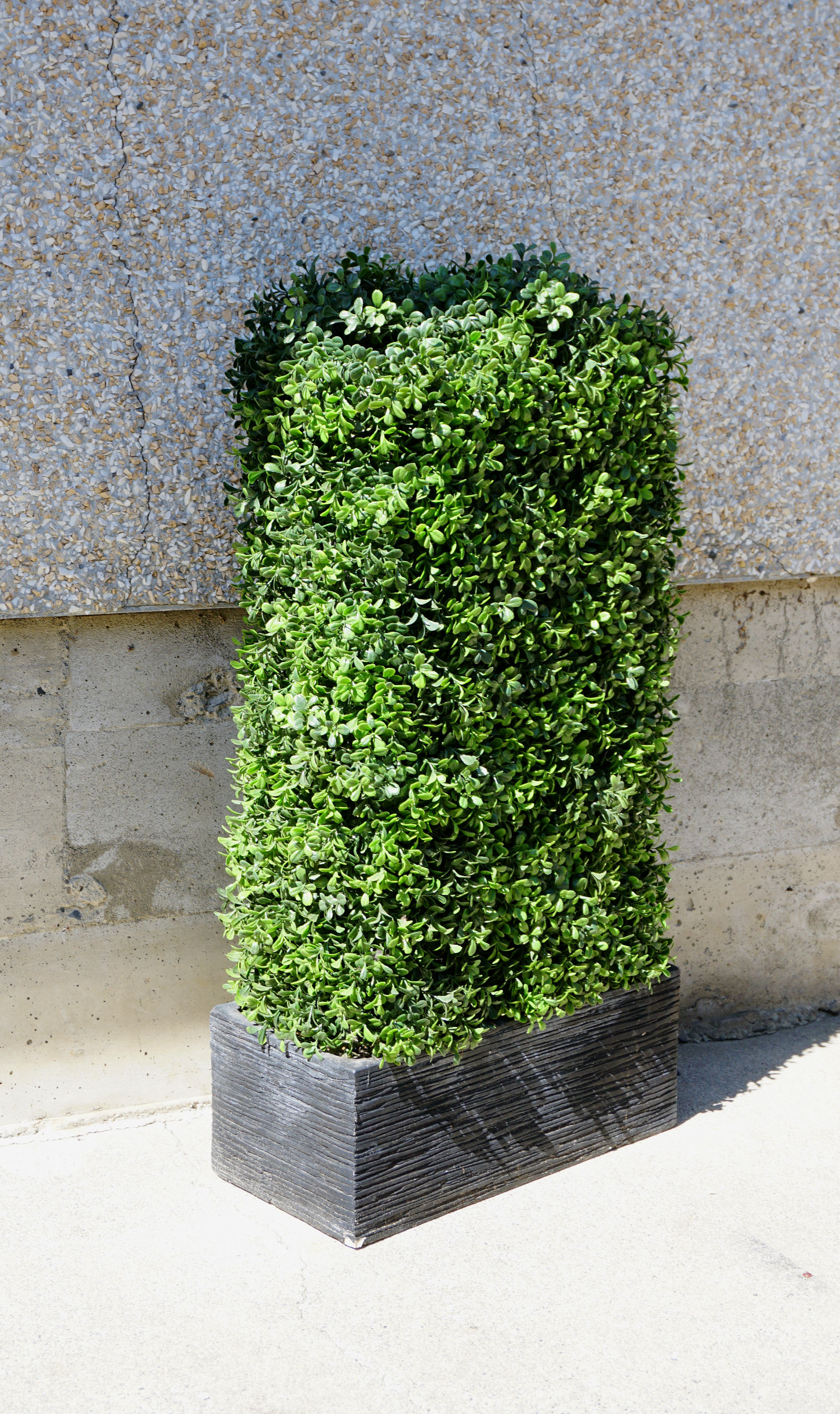Green Hedge 