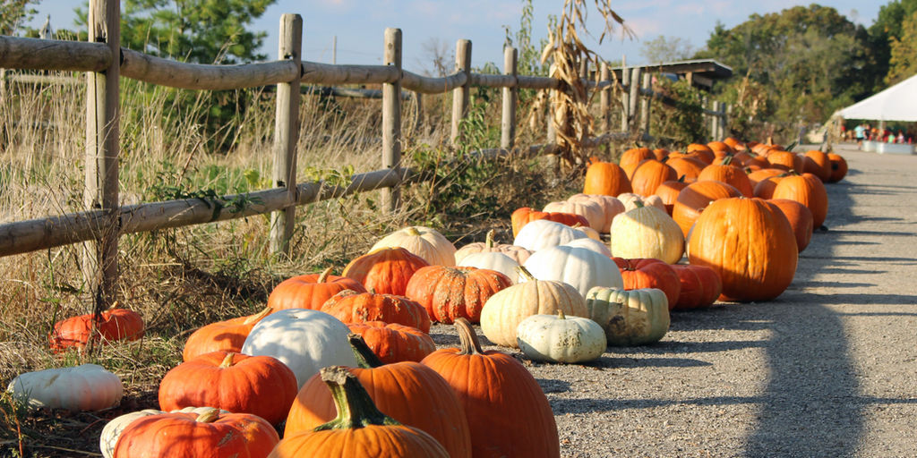 It Is Pumpkin Season See What You Can Find This Year At Abbey Farms