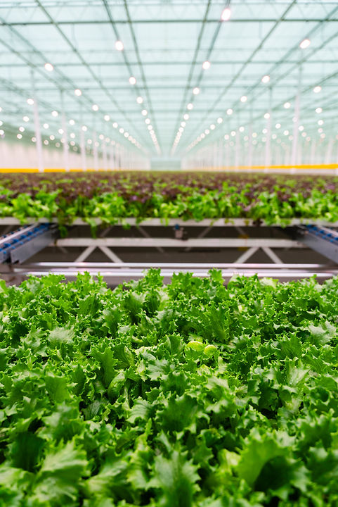 2412_WCM_VHSystems_NordicGreens_DSC06554.jpg
