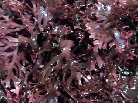 Unveiling the Benefits of Wildcrafted Chrondrus Crispus Irish Moss Nutrition