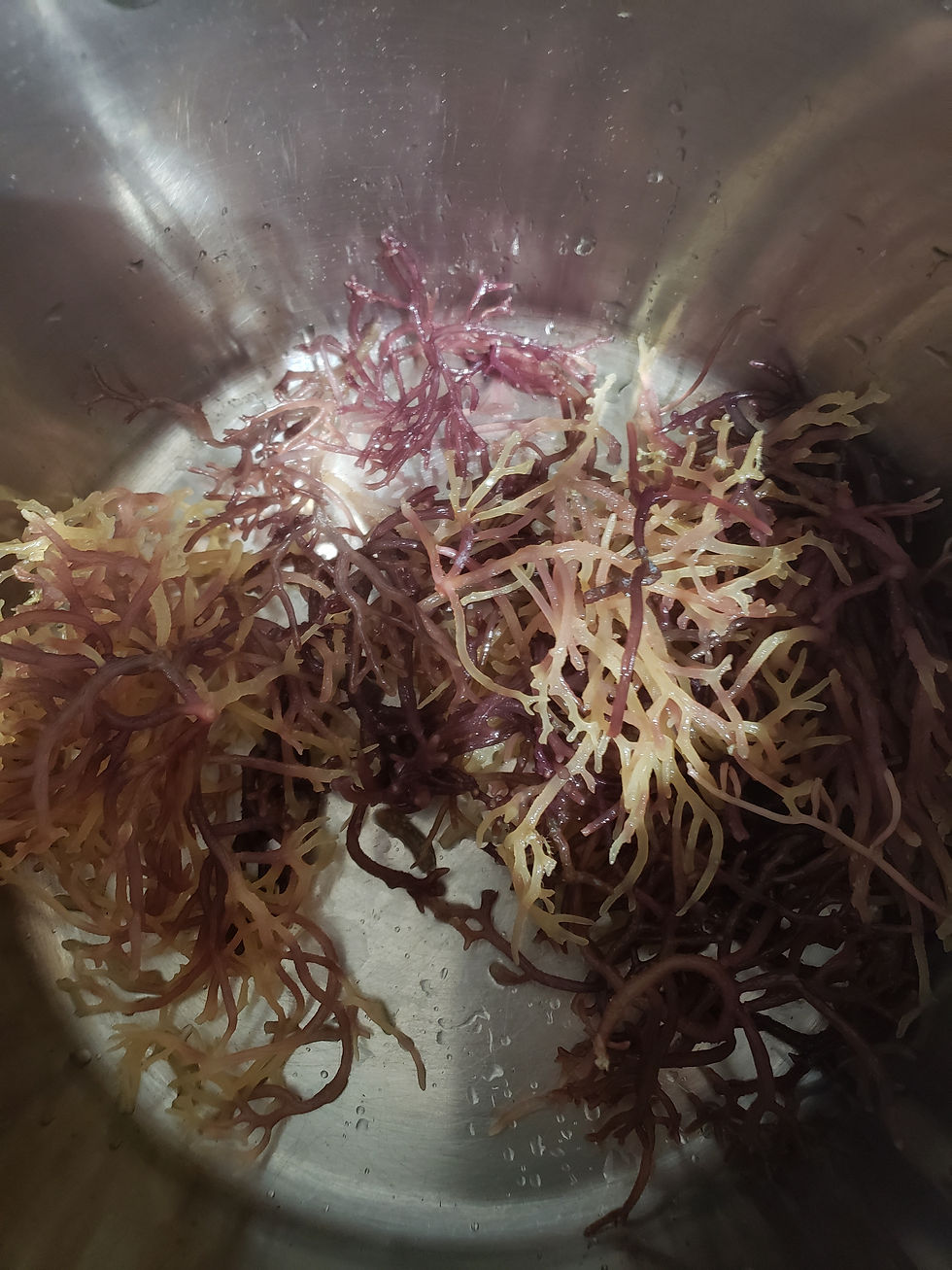 Close-up view of wildcrafted sea moss.