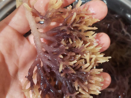 Why Wildcrafted Sea Moss Benefits Your Wellness