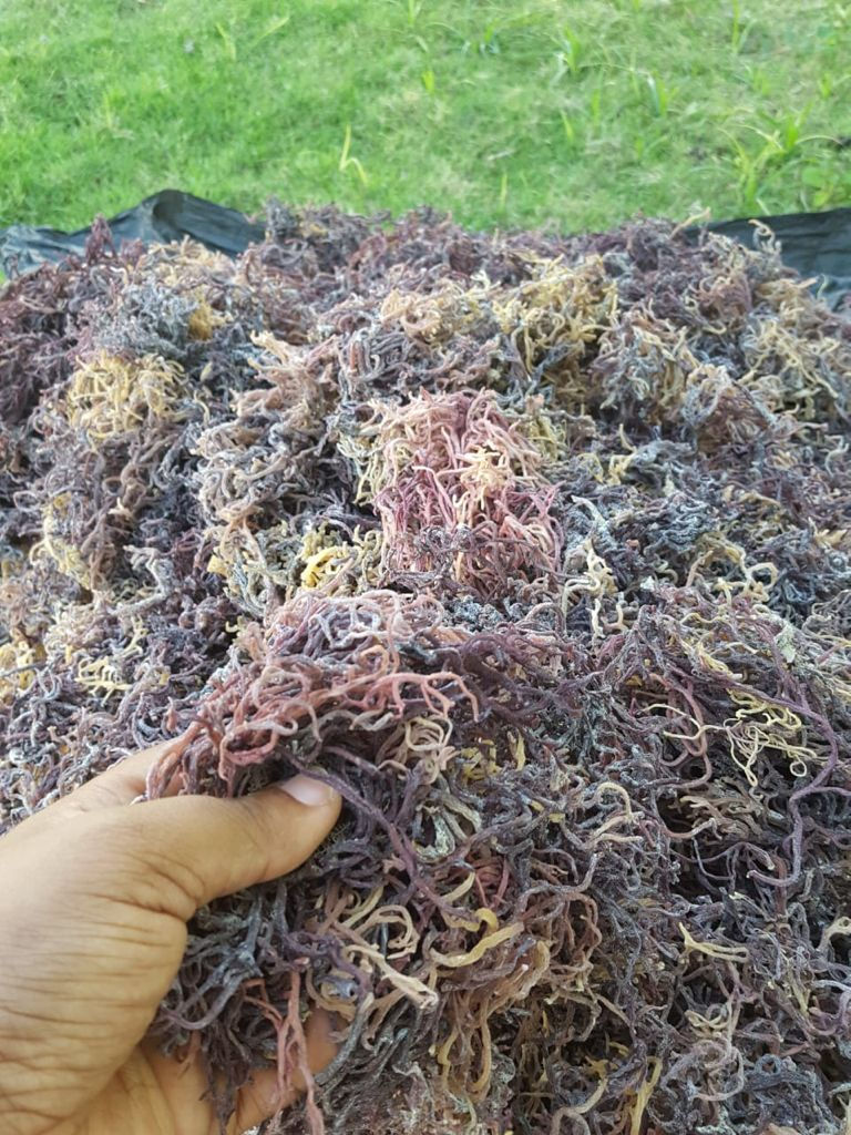 Discover the Incredible Benefits of Wildcrafted Sea Moss