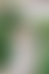 Europe Elopement Photographer: Spain, Italy, Switzerland & Ireland Elopement Guide