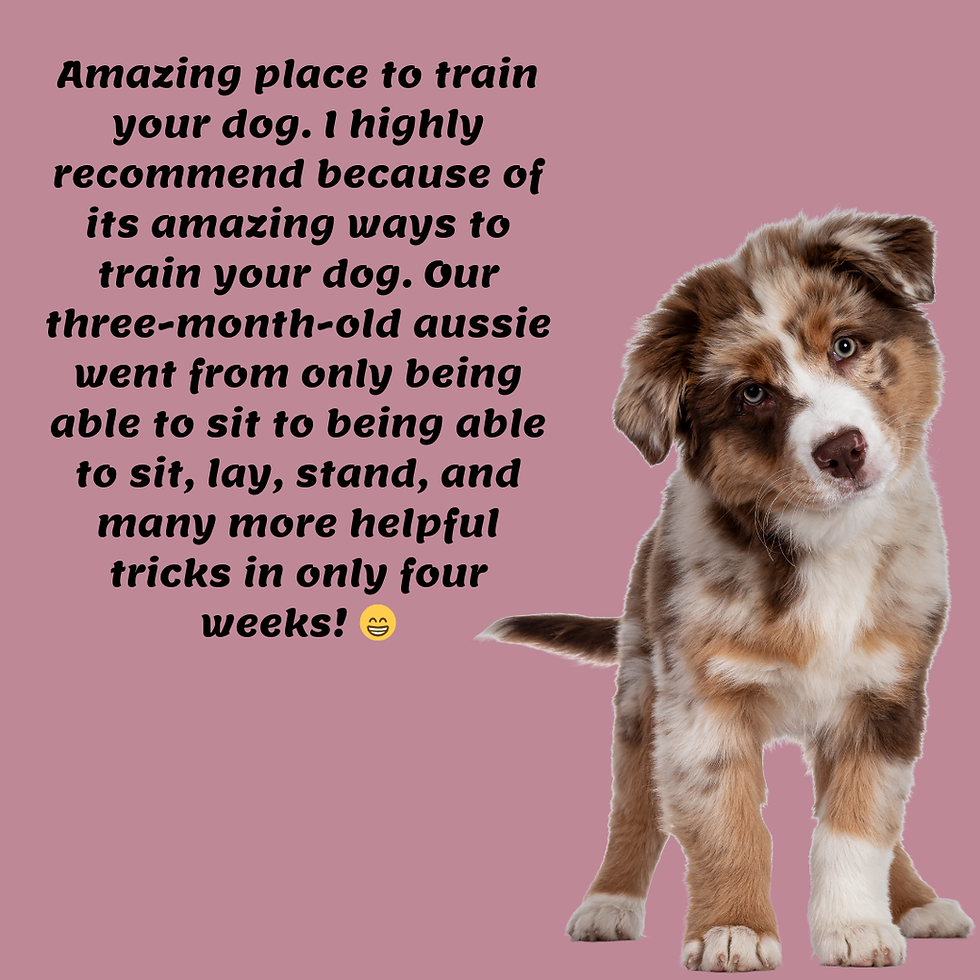 Amazing place to train your dog