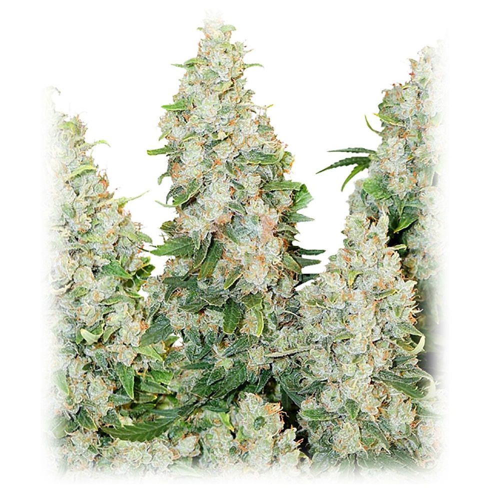 Miniatura: Think Different x3 Auto