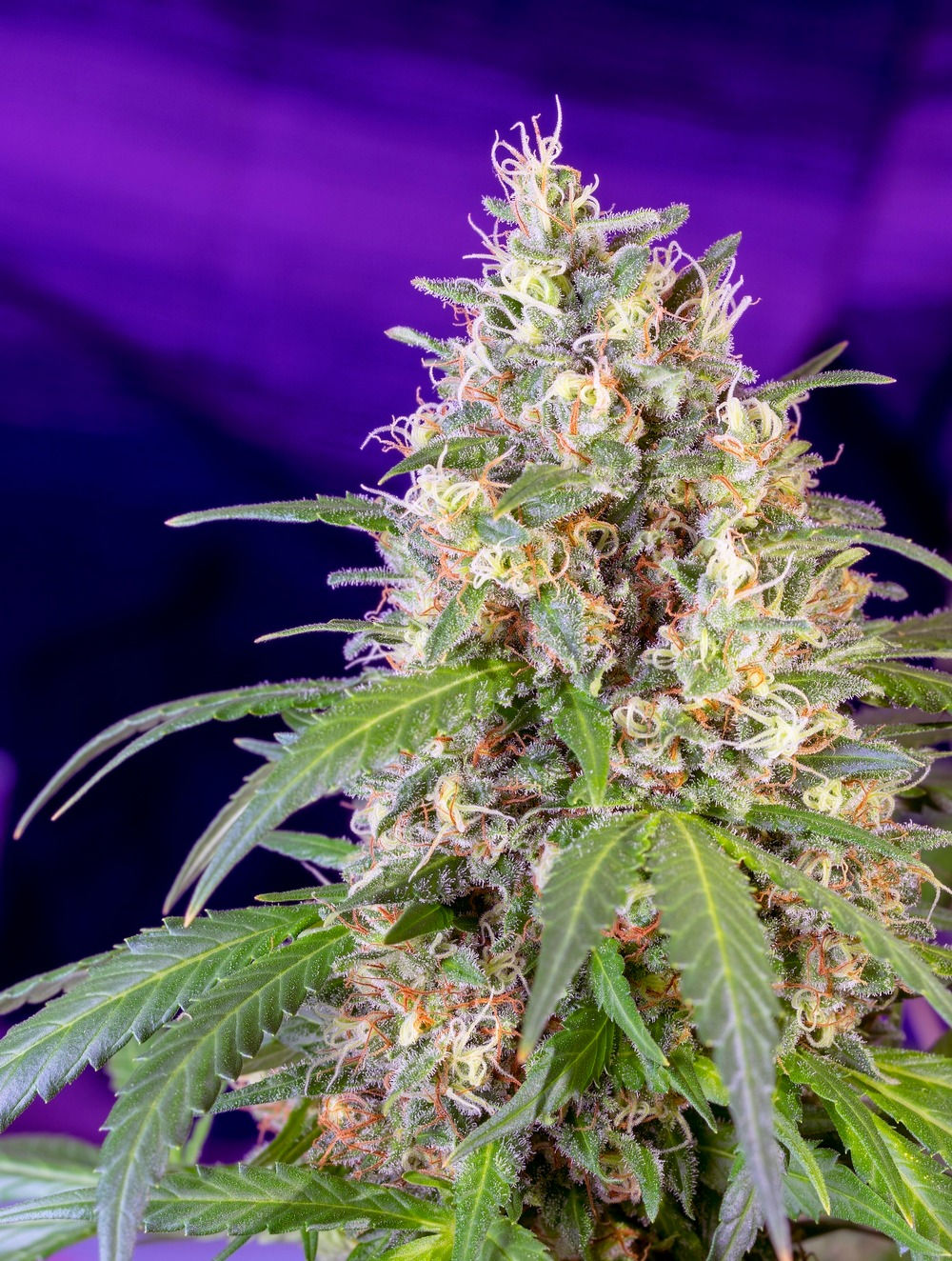 Crystal Candy F1 x3+1 Fem