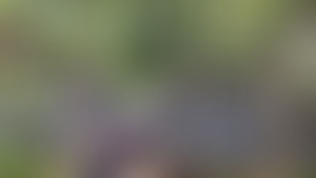 山茶花と椿の移植