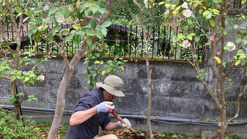 山茶花と椿の移植
