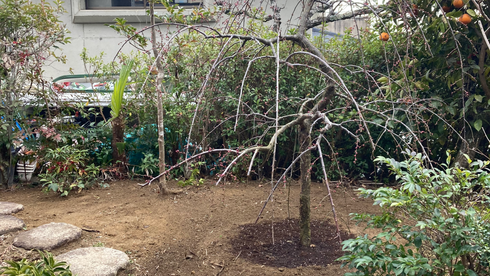 枝垂れ梅の植替え