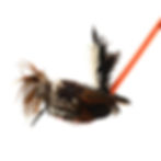 Thumbnail: Bugging Cock