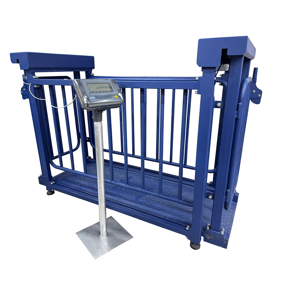 Pig Weighing Scale