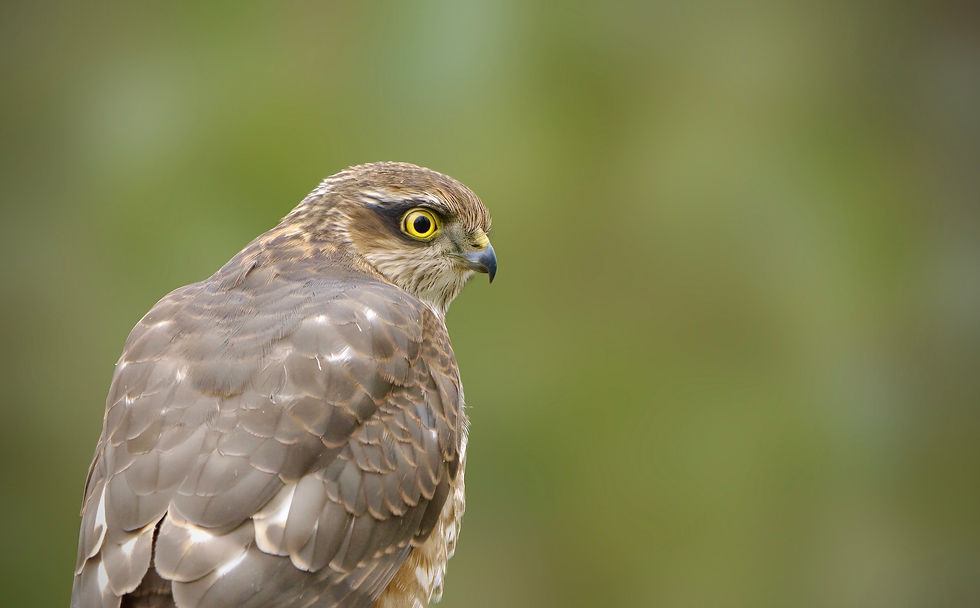 DSC04091-mask-composite