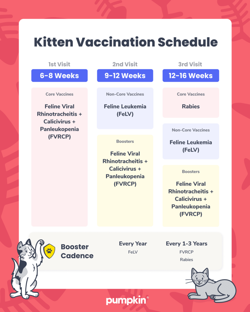 Kitten Vaccine and Boosters Schedule