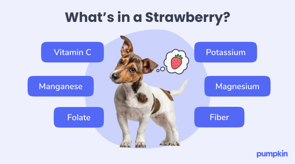infographic listing strawberry vitamins and minerals for dogs