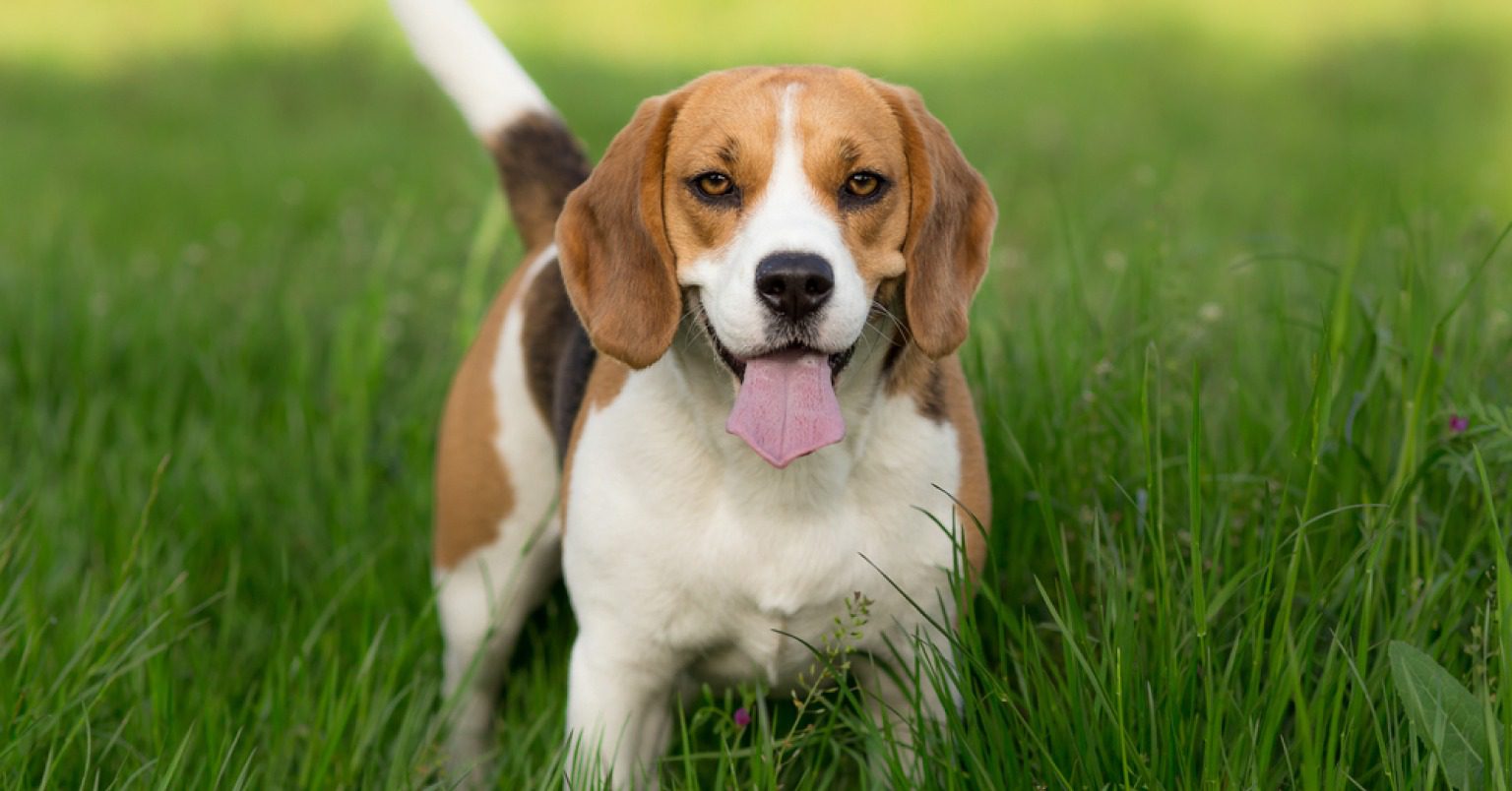 A Beagle in green long-bladed grass