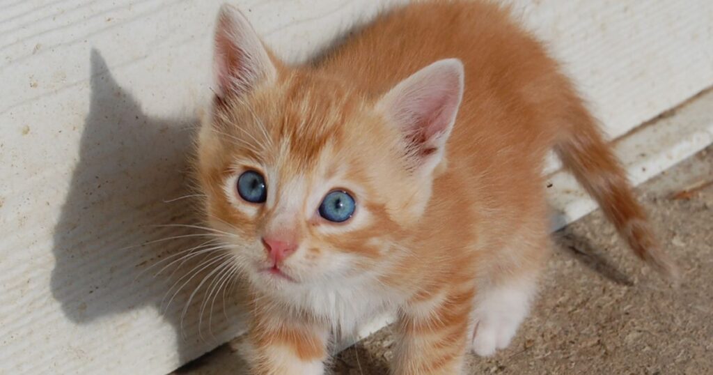 orange tabby kitten domestic shorthair