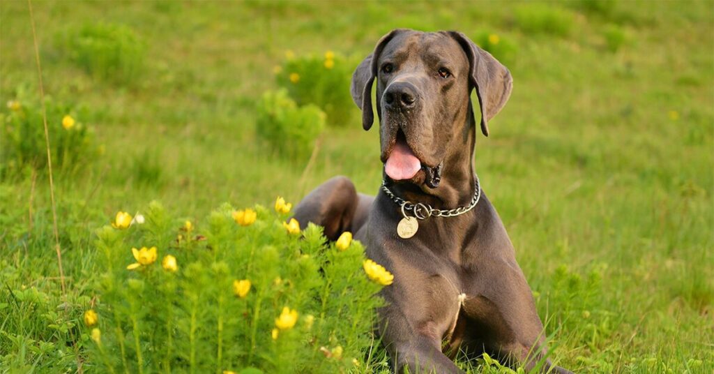 great dane laying in field